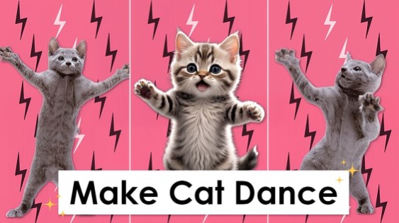 popular cat dancing video